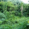 az-amazonas-lemeszarlasa